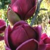 Genie Magnolia Tulip Tree - 3 Gallon Pot 2 Genie Magnolia Tulip Tree - 3 Gallon Pot -Azaleas Store Magnolia Genie 1