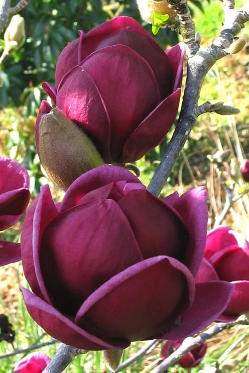 Genie Magnolia Tulip Tree - 3 Gallon Pot 3 Genie Magnolia Tulip Tree - 3 Gallon Pot