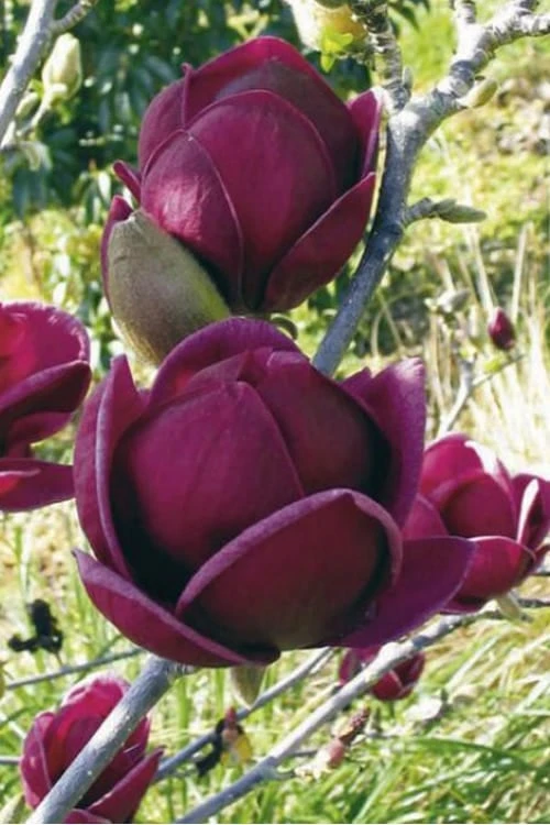 Genie Magnolia Tulip Tree - 3 Gallon Pot 11 Genie Magnolia Tulip Tree - 3 Gallon Pot - Image 9