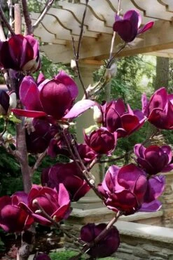 Genie Magnolia Tulip Tree - 3 Gallon Pot 15 Genie Magnolia Tulip Tree - 3 Gallon Pot -Azaleas Store Magnolia Genie 4