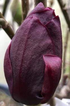 Genie Magnolia Tulip Tree - 3 Gallon Pot 17 Genie Magnolia Tulip Tree - 3 Gallon Pot -Azaleas Store Magnolia Genie 8