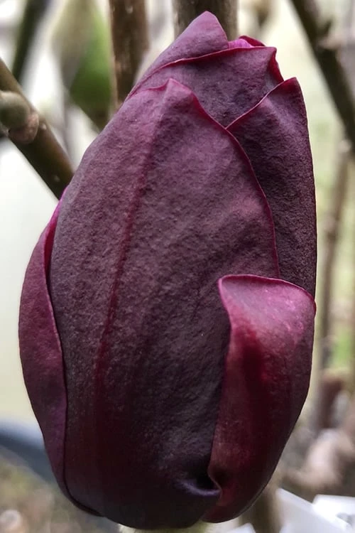 Genie Magnolia Tulip Tree - 3 Gallon Pot 9 Genie Magnolia Tulip Tree - 3 Gallon Pot - Image 7