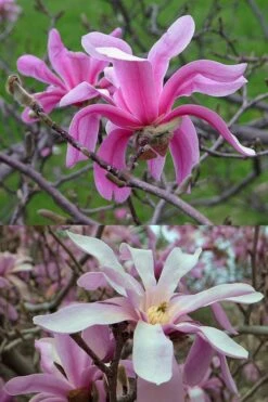 Leonard Messel Star Magnolia - 3 Gallon Pot 18 Leonard Messel Star Magnolia - 3 Gallon Pot -Azaleas Store Magnolia Leonard Messel 21