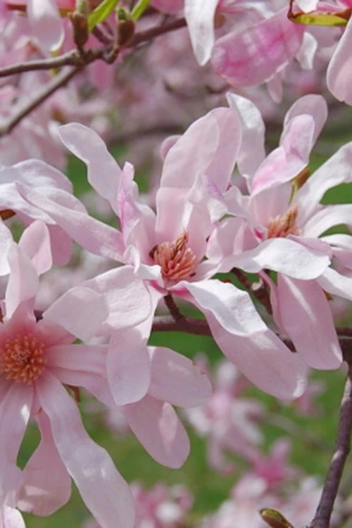 Leonard Messel Star Magnolia - 3 Gallon Pot 3 Leonard Messel Star Magnolia - 3 Gallon Pot