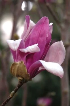 Leonard Messel Star Magnolia - 3 Gallon Pot 14 Leonard Messel Star Magnolia - 3 Gallon Pot -Azaleas Store Magnolia Leonard Messel 25