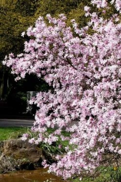 Leonard Messel Star Magnolia - 3 Gallon Pot 16 Leonard Messel Star Magnolia - 3 Gallon Pot -Azaleas Store Magnolia Leonard Messel 3