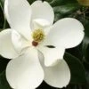 Little Gem Dwarf Southern Magnolia - 1 Gallon Pot 2 Little Gem Dwarf Southern Magnolia - 1 Gallon Pot -Azaleas Store Magnolia Little Gem 15 1