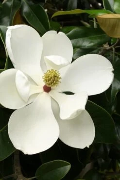 Little Gem Dwarf Southern Magnolia - 7 Gallon Pot (4-5')