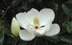 Little Gem Dwarf Southern Magnolia - 3 Gallon Pot (1.5-2.5') -Azaleas Store Magnolia Little Gem Bloom 2