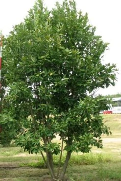 Moonglow Sweetbay Magnolia Tree (Magnolia Virginiana 'Jim Wilson') - 7 Gallon Pot (3-4') -Azaleas Store Magnolia Moonglow Sweetbay 6