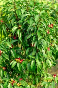 Stellar Ruby Magnolia X Figo (Banana Shrub Hybrid) - 7 Gallon Pot (4-5') -Azaleas Store Magnolia Stellar Ruby 4