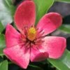 Stellar Ruby Magnolia X Figo (Banana Shrub Hybrid) - 7 Gallon Pot (4-5') 2 Stellar Ruby Magnolia X Figo (Banana Shrub Hybrid) - 7 Gallon Pot (4-5') -Azaleas Store Magnolia Stellar Ruby 5