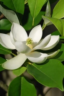 Southern Sweetbay Swamp Magnolia (M.v.australis) - 5 Gallon Pot -Azaleas Store Magnolia Sweet Bay 10