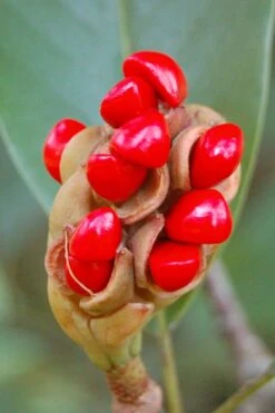 Southern Sweetbay Swamp Magnolia (M.v.australis) - 5 Gallon Pot -Azaleas Store Magnolia Sweet Bay 14