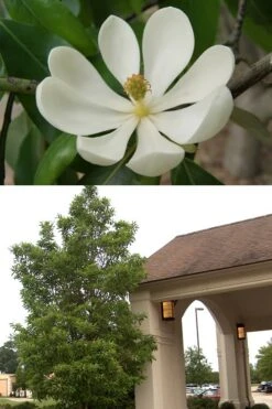 Sweetbay Magnolia - 3 Gallon Pot - ON SALE -Azaleas Store Magnolia Sweetbay 2 500x750 2