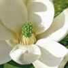 Moonglow Sweetbay Magnolia Tree (Magnolia Virginiana 'Jim Wilson') - 7 Gallon Pot (3-4') -Azaleas Store Magnolia Sweetbay Moonglow 10