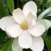 Northern Belle Sweetbay Magnolia Tree (Magnolia Virginiana) - 7 Gallon Pot (3-4') -Azaleas Store Magnolia Sweetbay Northern Belle 1