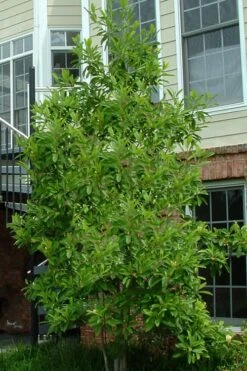 Northern Belle Sweetbay Magnolia Tree (Magnolia Virginiana) - 7 Gallon Pot (3-4') 11 Northern Belle Sweetbay Magnolia Tree (Magnolia Virginiana) - 7 Gallon Pot (3-4') -Azaleas Store Magnolia Sweetbay Northern Belle 2