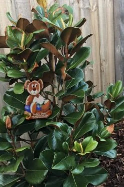 Teddy Bear Dwarf Southern Magnolia - 3 Gallon Pot -Azaleas Store Magnolia Teddy Bear 4