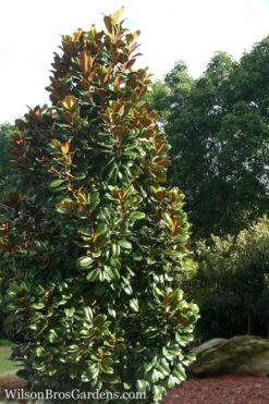 Teddy Bear Dwarf Southern Magnolia - 3 Gallon Pot -Azaleas Store Magnolia Teddy Bear 5