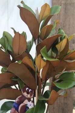 Teddy Bear Dwarf Southern Magnolia - 3 Gallon Pot -Azaleas Store Magnolia Teddy Bear 6