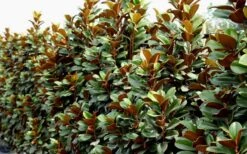 Teddy Bear Dwarf Southern Magnolia - 3 Gallon Pot -Azaleas Store Magnolia Teddy Bear 8