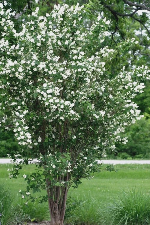 Mock Orange - Philadelphus X Virginalis - 3 Gallon Pot 7 Mock Orange - Philadelphus X Virginalis - 3 Gallon Pot - Image 5