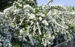 Mock Orange - Philadelphus X Virginalis - 3 Gallon Pot 12 Mock Orange - Philadelphus X Virginalis - 3 Gallon Pot -Azaleas Store Mock Orange Natchez 1