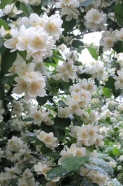 Mock Orange - Philadelphus X Virginalis - 3 Gallon Pot 15 Mock Orange - Philadelphus X Virginalis - 3 Gallon Pot -Azaleas Store Mock Orange Philadelphus 10