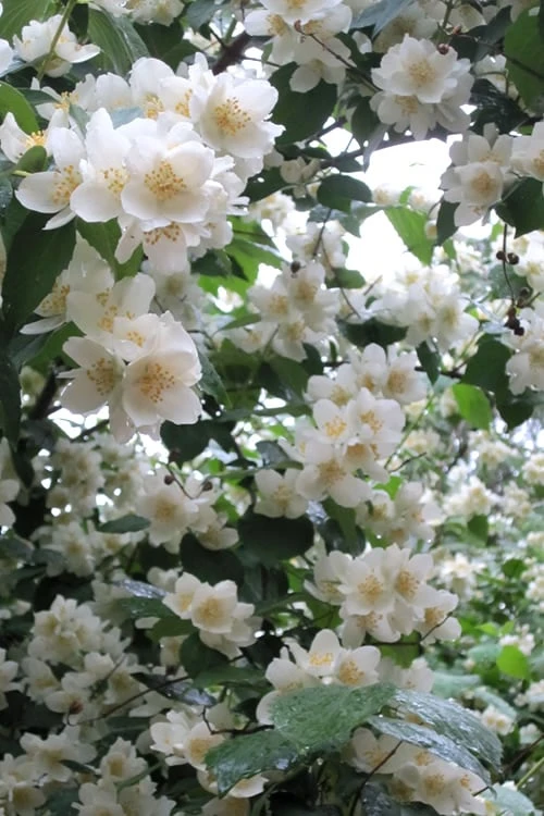 Mock Orange - Philadelphus X Virginalis - 3 Gallon Pot 9 Mock Orange - Philadelphus X Virginalis - 3 Gallon Pot - Image 7