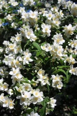 Mock Orange - Philadelphus X Virginalis - 3 Gallon Pot 14 Mock Orange - Philadelphus X Virginalis - 3 Gallon Pot -Azaleas Store Mock Orange Philadelphus 8