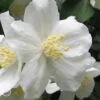 Mock Orange - Philadelphus X Virginalis - 3 Gallon Pot -Azaleas Store Mock Orange Philadelphus Virginalis