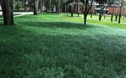 Tall Mondo Grass - 18 Count Flat Of Pint Pots -Azaleas Store Mondo Grass 21