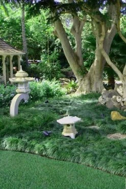 Tall Mondo Grass - 18 Count Flat Of Pint Pots -Azaleas Store Mondo Grass Black 25