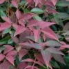 Flirt Dwarf Nandina - 2 Gallon Pot -Azaleas Store Nandina Flirt 10