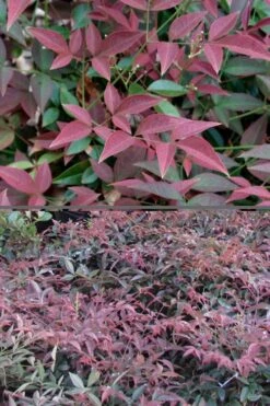Flirt Dwarf Nandina - 1 Gallon Pot -Azaleas Store Nandina Flirt 500x750 2