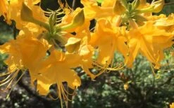 Admiral Semmes Native Azalea - Rhododendron - 1 Gallon Pot -Azaleas Store Native Azalea Admiral Semmes 12