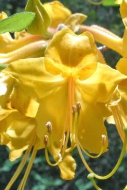 Admiral Semmes Native Azalea - Rhododendron - 1 Gallon Pot -Azaleas Store Native Azalea Admiral Semmes 500x750 1