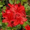 Augies Red Aromi Azalea (Rhododendron Hybrid) - 3 Gallon Pot -Azaleas Store Native Azalea Augies Red 3