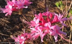 Candy Striper Native Azalea - Rhododendron Canescens - 3 Gallon Pot -Azaleas Store Native Azalea Candy Striper 1