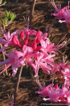 Candy Striper Native Azalea - Rhododendron Canescens - 3 Gallon Pot -Azaleas Store Native Azalea Candy Striper 2