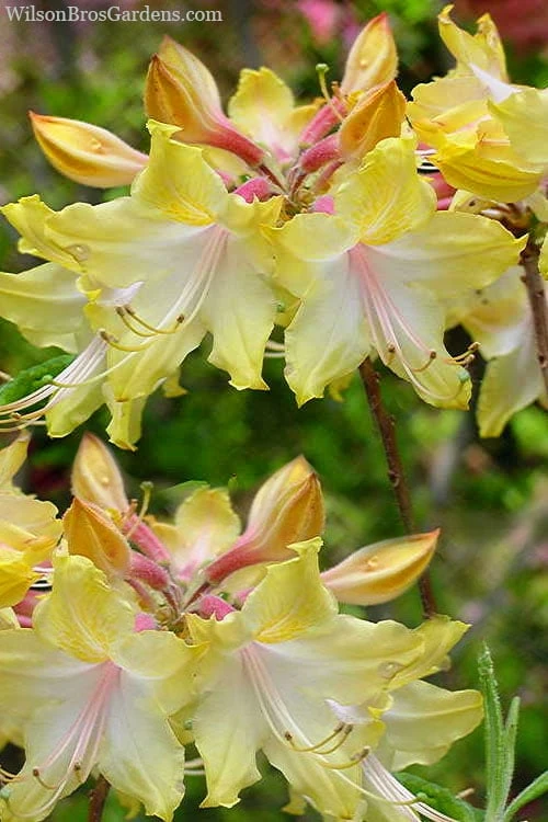 Clear Creek Aromi Azalea (Rhododendron) - 3 Gallon Pot 3 Clear Creek Aromi Azalea (Rhododendron) - 3 Gallon Pot
