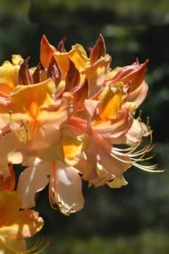 Dancing Rabbit Aromi Azalea (Rhododendron Hybrid) - 3 Gallon Pot -Azaleas Store Native Azalea Dancing Rabbit 2