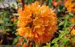 Dons Variegated Native Azalea - Rhododendron - 3 Gallon Pot 11 Dons Variegated Native Azalea - Rhododendron - 3 Gallon Pot -Azaleas Store Native Azalea Dons Variegated 10