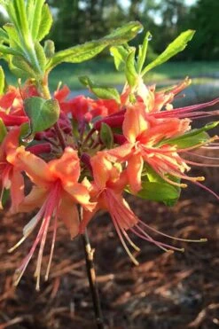 Evening Sunset Native Azalea (Rhododendron Austrinum) - 3 Gallon Pot 10 Evening Sunset Native Azalea (Rhododendron Austrinum) - 3 Gallon Pot -Azaleas Store Native Azalea Evening Sunset 1