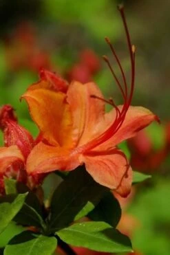 Flame Azalea (Rhododendron Calendulaceum) - 3 Gallon Pot 16 Flame Azalea (Rhododendron Calendulaceum) - 3 Gallon Pot -Azaleas Store Native Azalea Flame 1