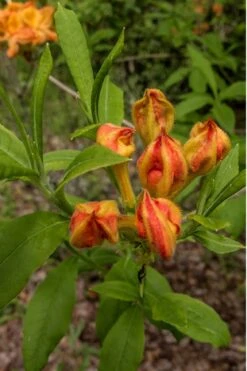Flame Azalea (Rhododendron Calendulaceum) - 3 Gallon Pot 14 Flame Azalea (Rhododendron Calendulaceum) - 3 Gallon Pot -Azaleas Store Native Azalea Flame 14