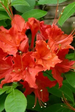 Flame Azalea (Rhododendron Calendulaceum) - 3 Gallon Pot 15 Flame Azalea (Rhododendron Calendulaceum) - 3 Gallon Pot -Azaleas Store Native Azalea Flame 16
