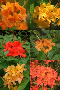 Flame Azalea (Rhododendron Calendulaceum) - 3 Gallon Pot 13 Flame Azalea (Rhododendron Calendulaceum) - 3 Gallon Pot -Azaleas Store Native Azalea Flame 17