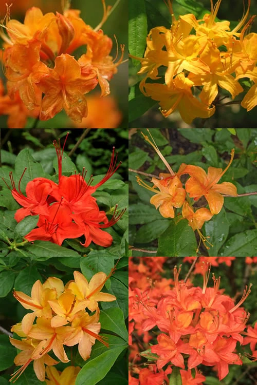 Flame Azalea (Rhododendron Calendulaceum) - 3 Gallon Pot 6 Flame Azalea (Rhododendron Calendulaceum) - 3 Gallon Pot - Image 4
